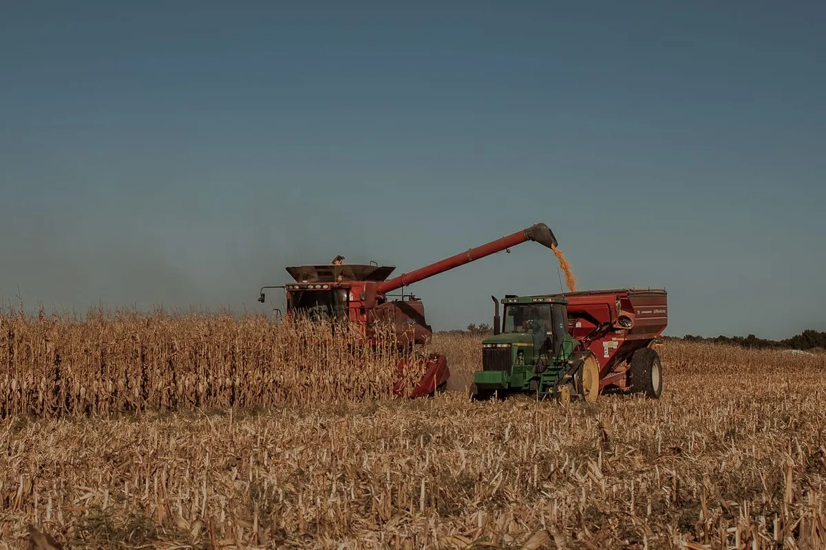 Maize harvest in progress, the stage where grain moisture is first controlled