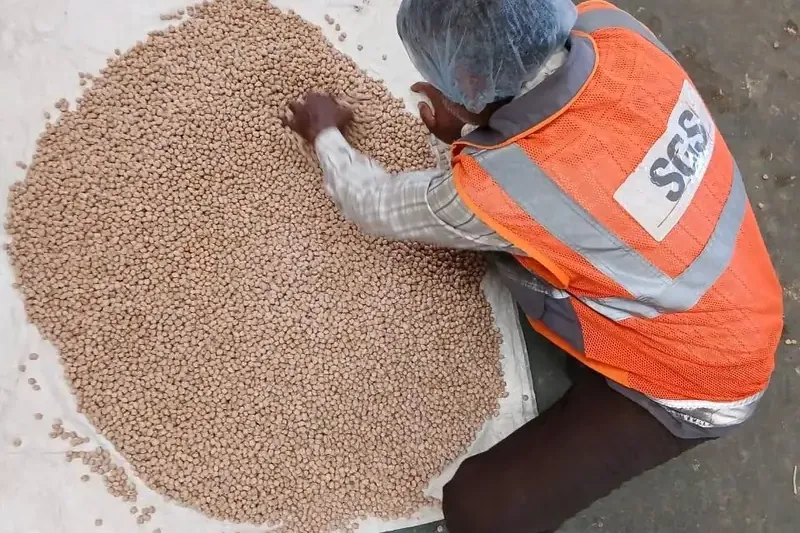 Independent sample inspection of bagged grain before export loading
