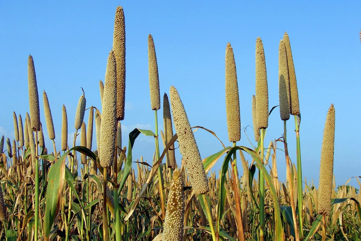 Pearl millet (bajra) field with ripening grain heads in India