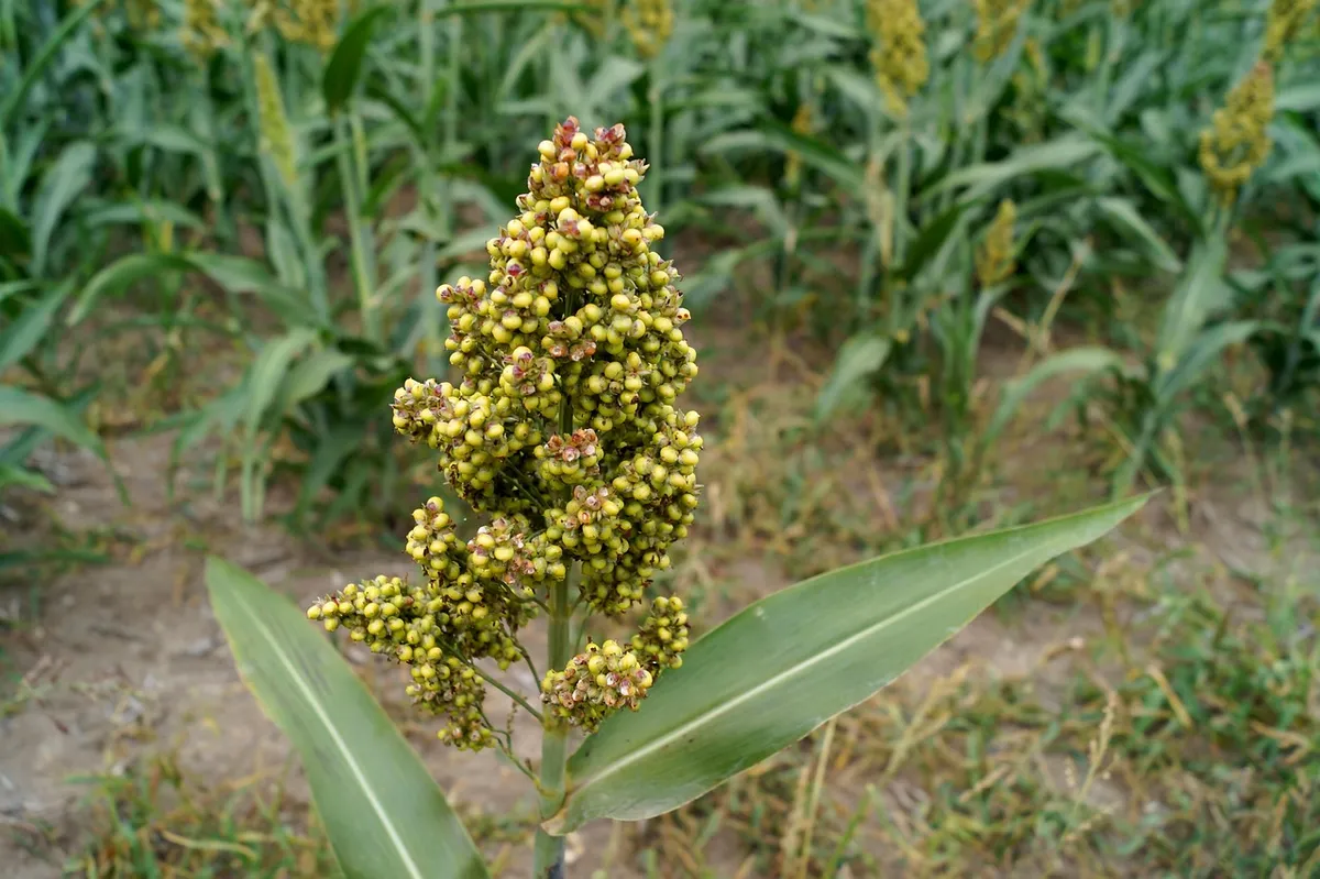 Sorghum (jowar) grain head growing in the field