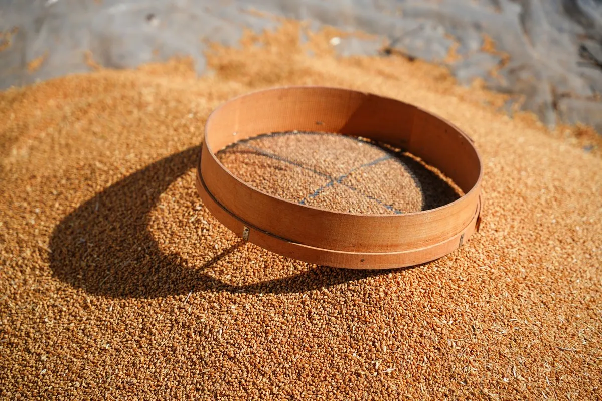 Grain sieved and sampled before moisture content testing