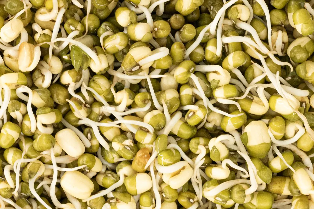 Mung bean sprouts grown from bold sprouting grade moong