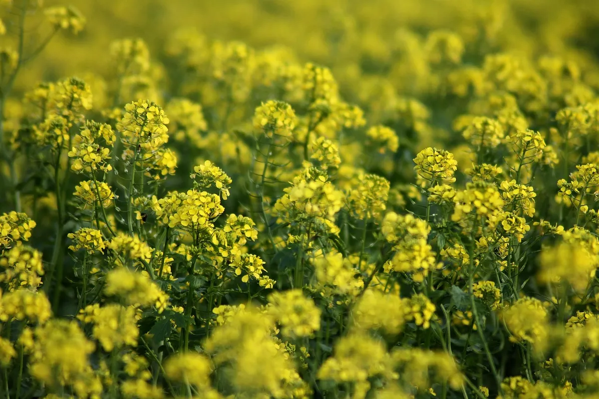 flowering rapeseed-mustard crop, the source of mustard cake for cattle