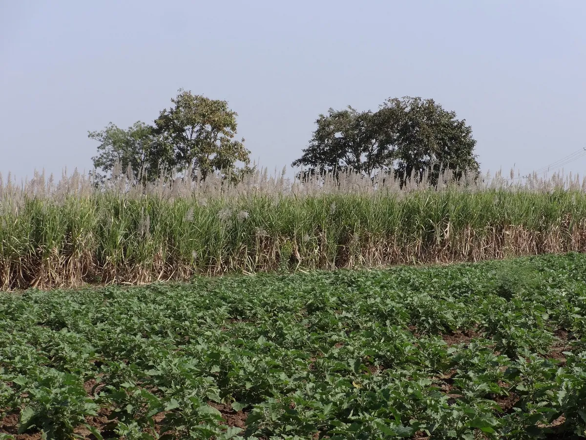 Crop field in India under organic management for NPOP certification
