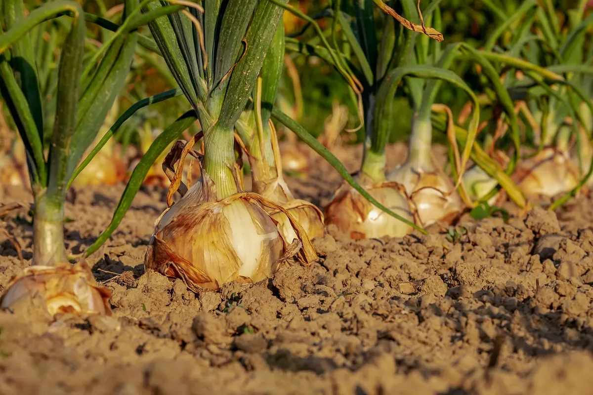 Onions growing in the field before drying into onion powder