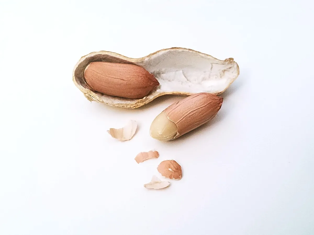 Peanut pod opened to show two kernels, the unit counted in peanut sizes