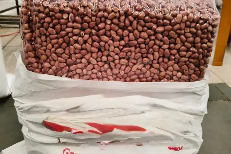 Bold peanut kernels vacuum-packed in a 25 kg export bag