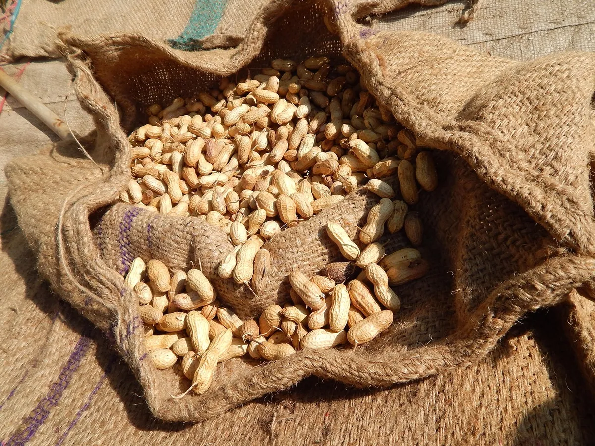Shelled peanut kernels in a jute bag ready for export packing