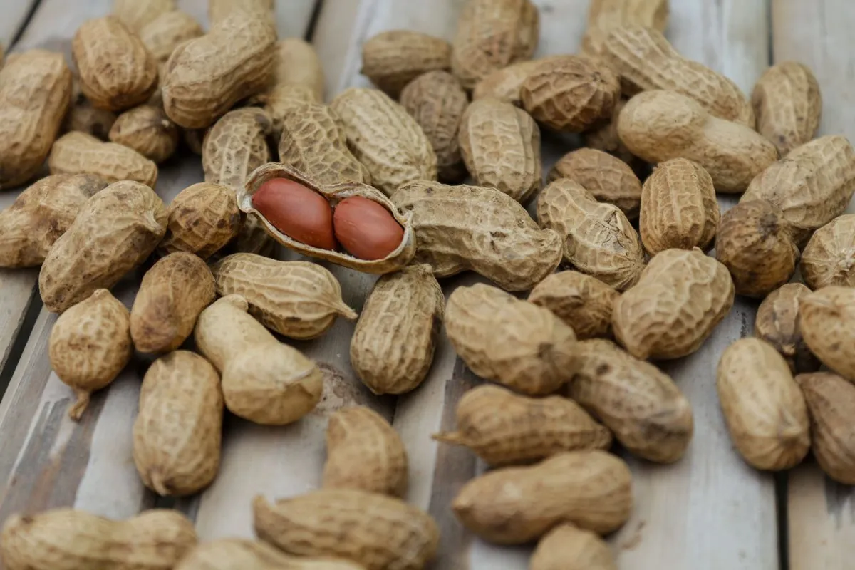 Peanut pods and red-skinned kernels showing peanut variety traits