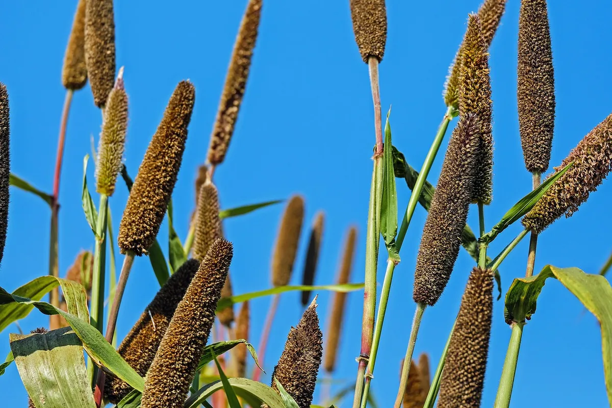 Pearl millet (bajra) spikes in the field