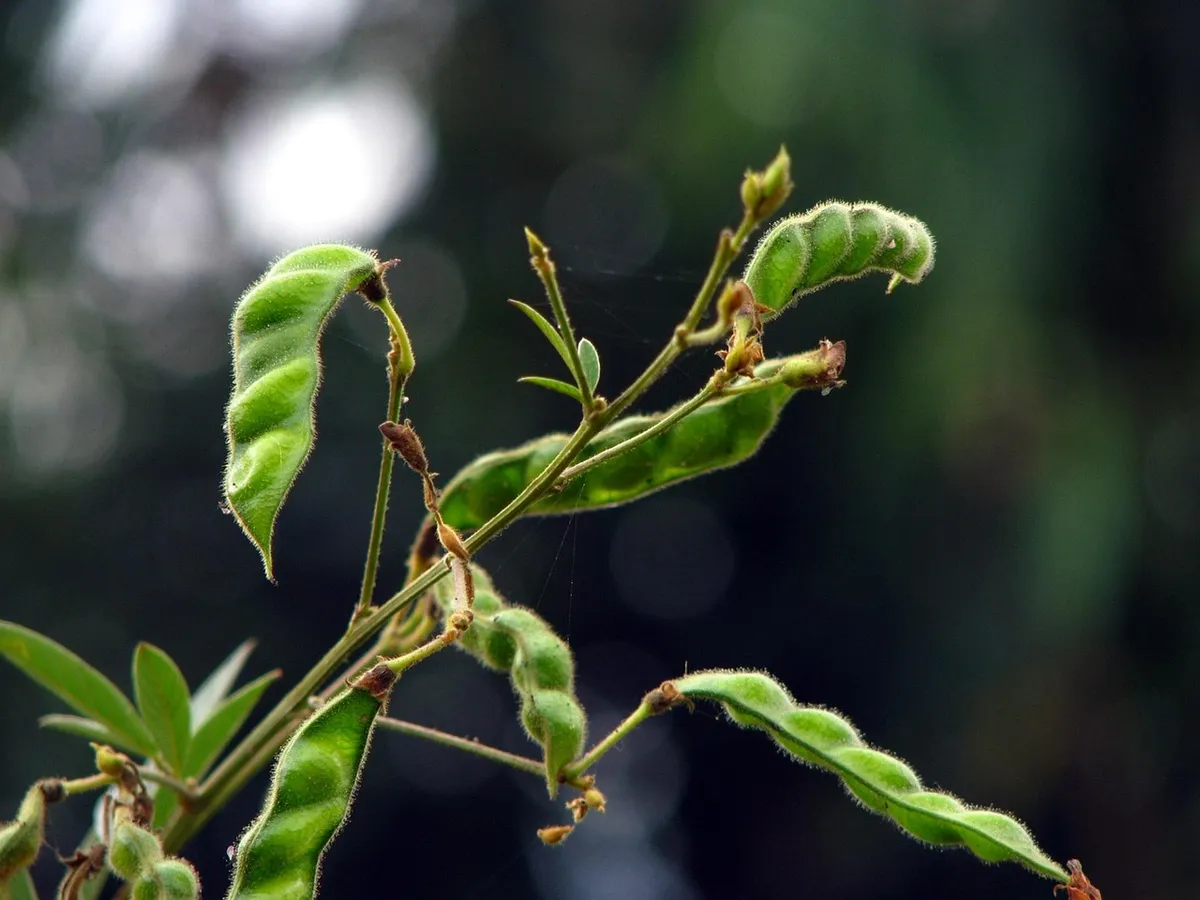 Pigeon pea pods growing on the plant before the toor harvest