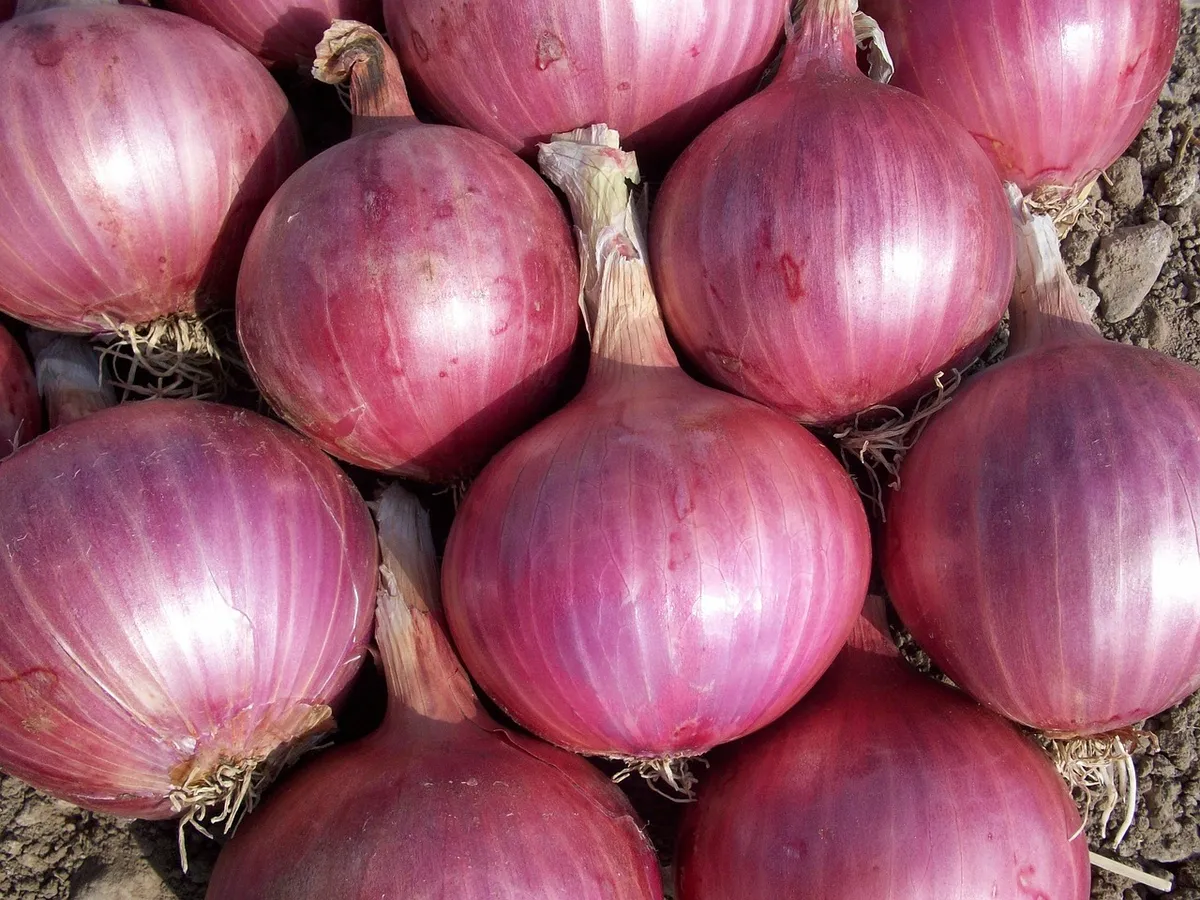 Pink onions used to make pink onion powder