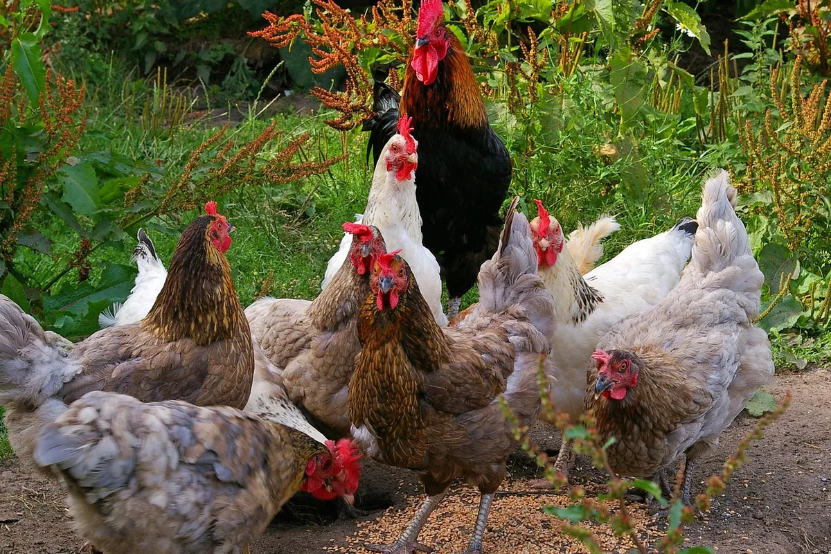 Flock of laying hens, whose poultry feed formulation needs extra calcium