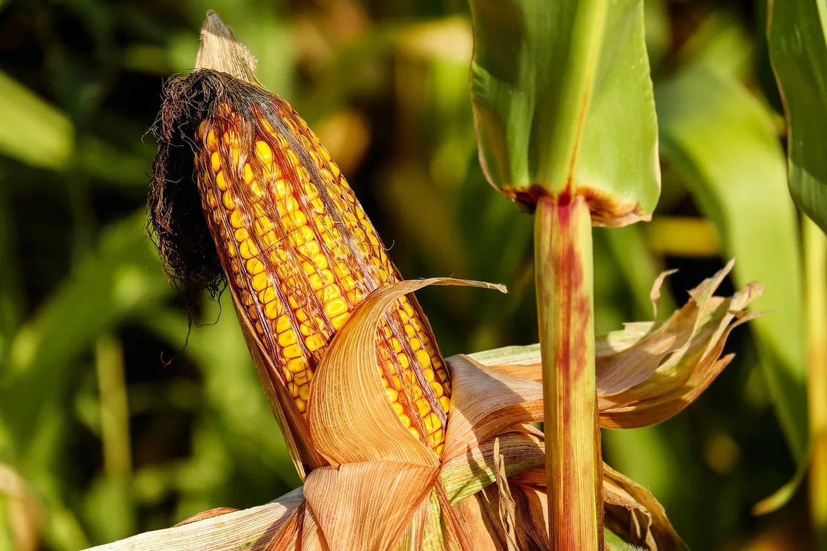 Ripe yellow maize cob, the main energy source in poultry feed