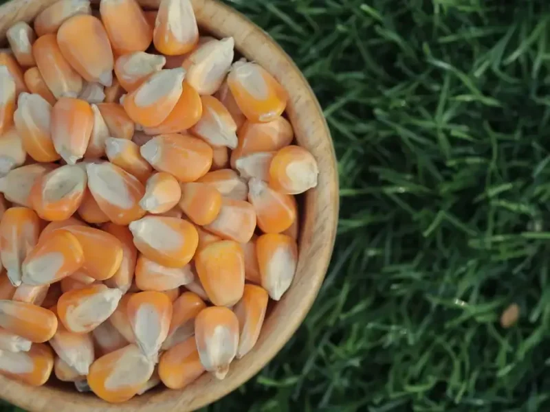 Yellow maize, the main energy grain in poultry feed formulation