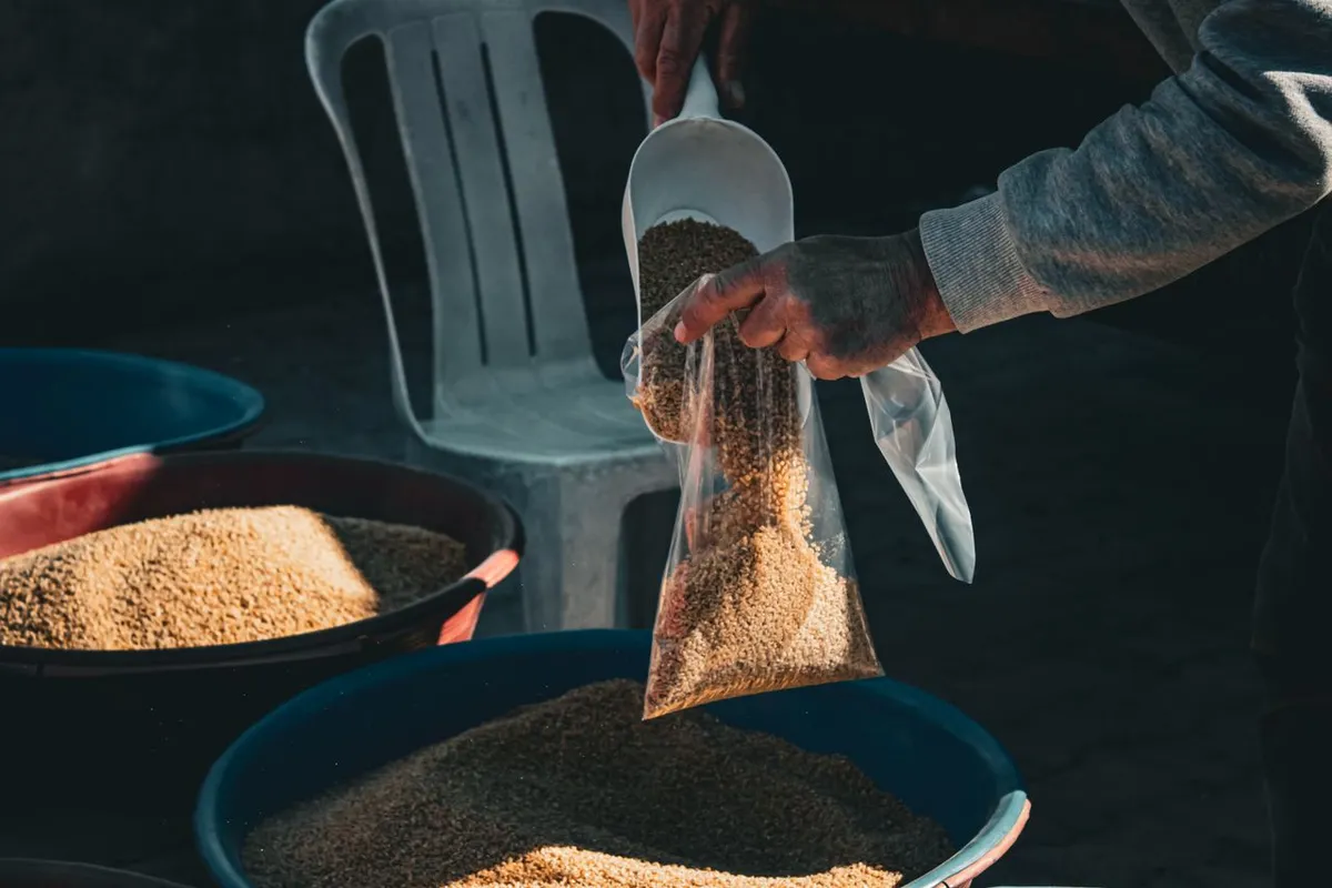Grain poured into a sample bag for a pre-shipment sample