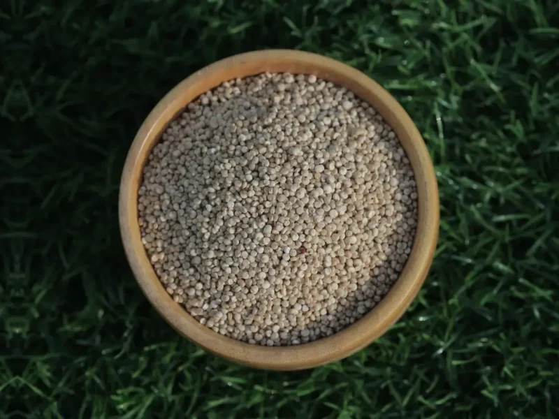 Indian white quinoa grains for export