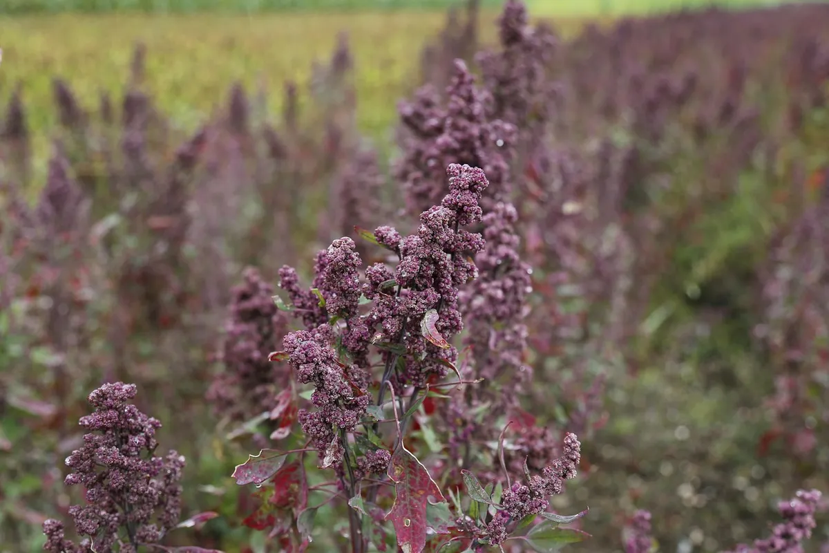 Quinoa field with ripening purple seed heads