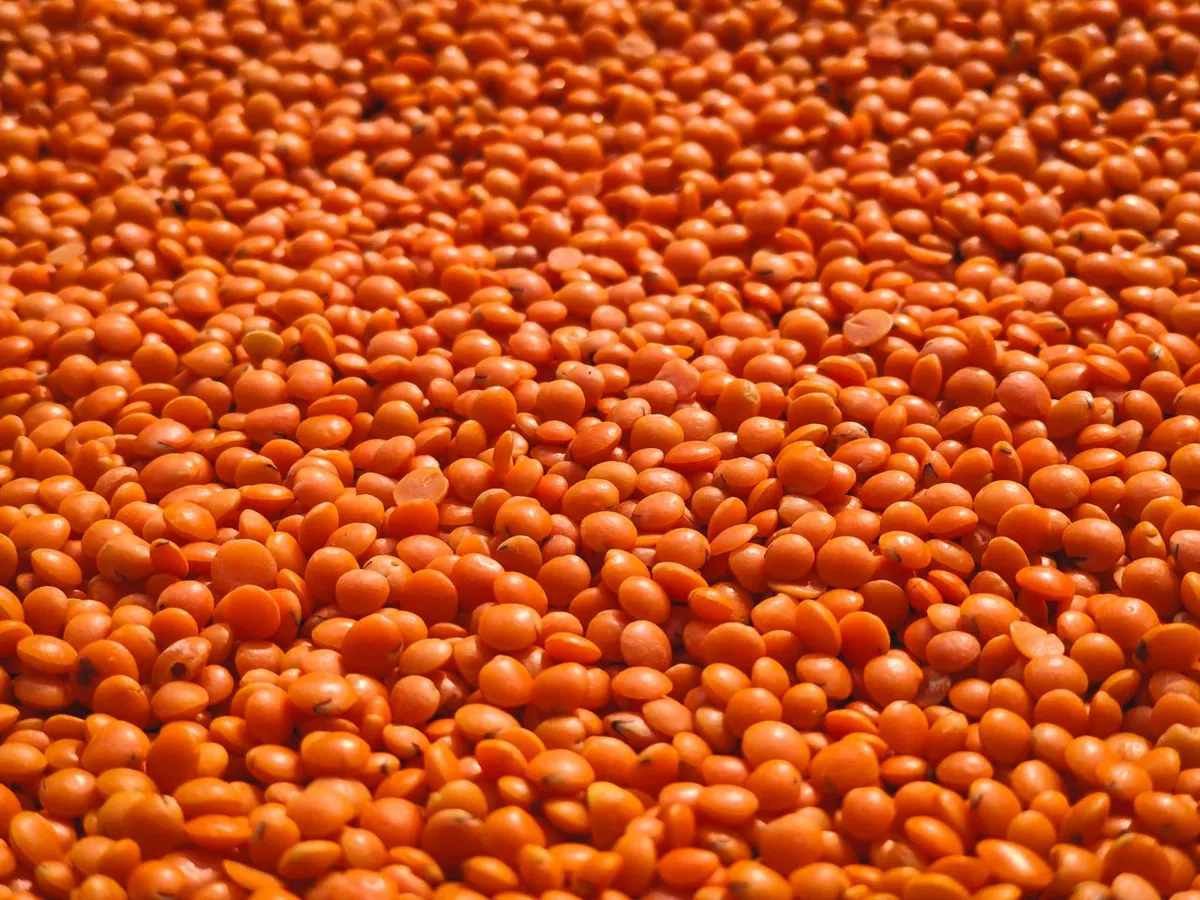 Red lentils, one of the pulses exported from India