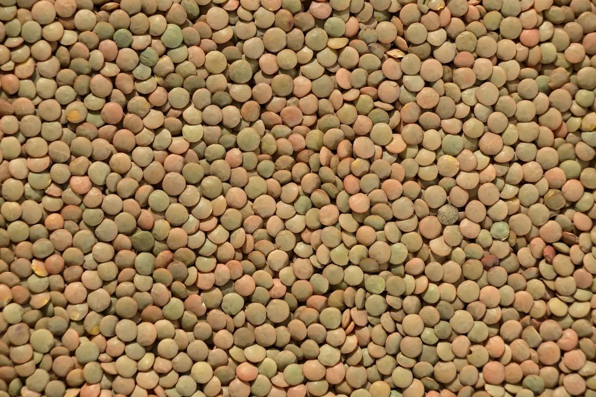 Whole green lentils with seed coat on for green lentils vs red lentils comparison