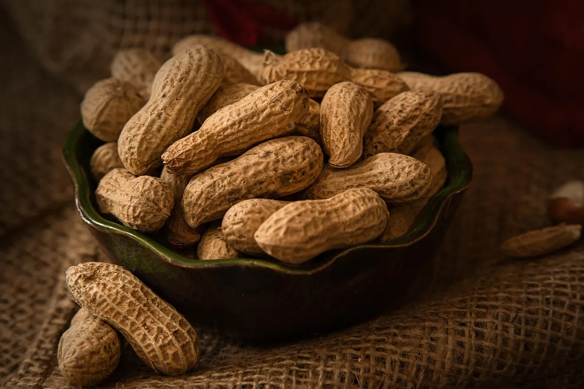 Roasted groundnuts in shell, a source of roasted groundnut nutrition