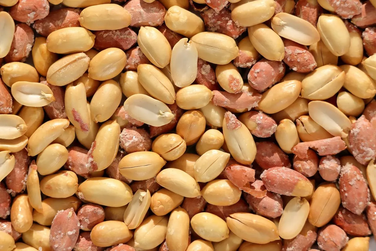 Roasted and blanched peanut kernels for nutritional value of roasted peanuts
