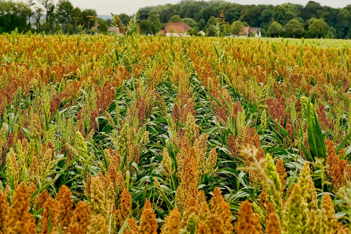 Sorghum (jowar) crop ready for harvest, a major millet type