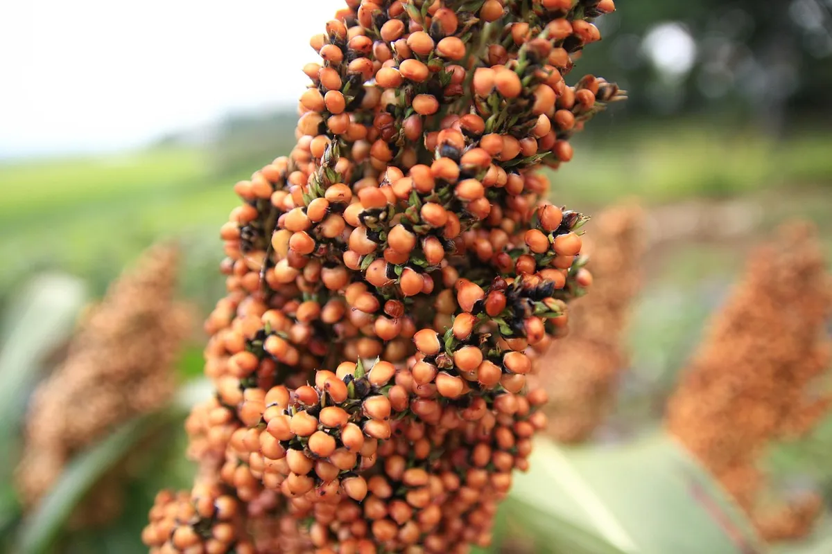 Ripe sorghum (jowar) grain head