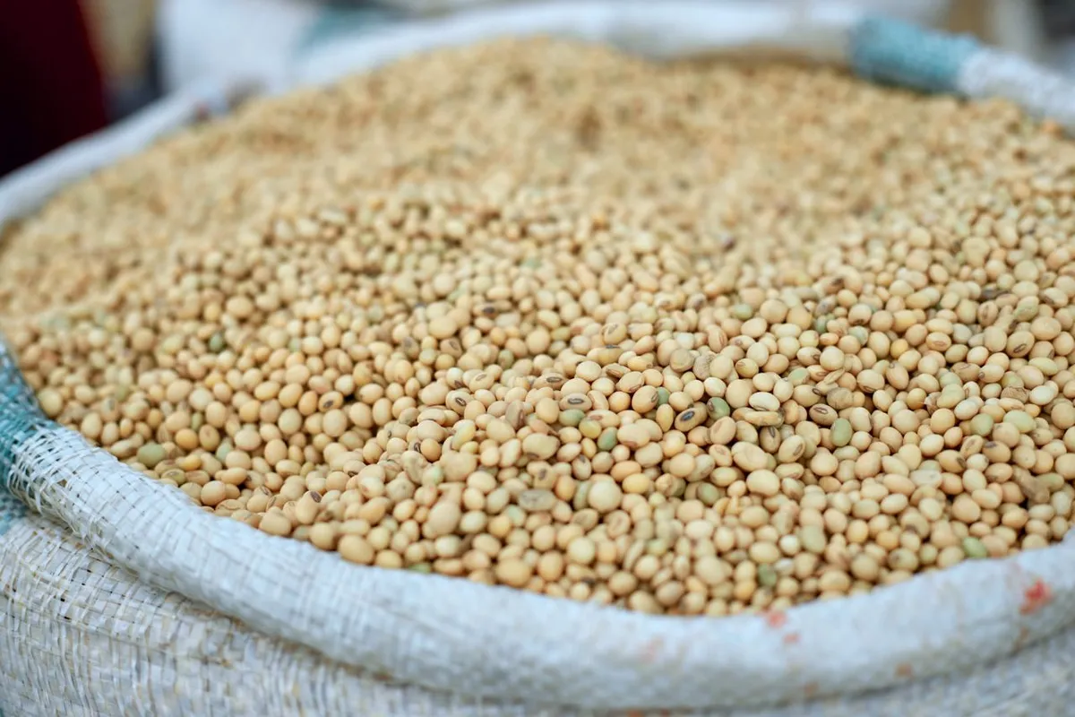 Soybeans in a bag, the raw material behind soybean meal protein content