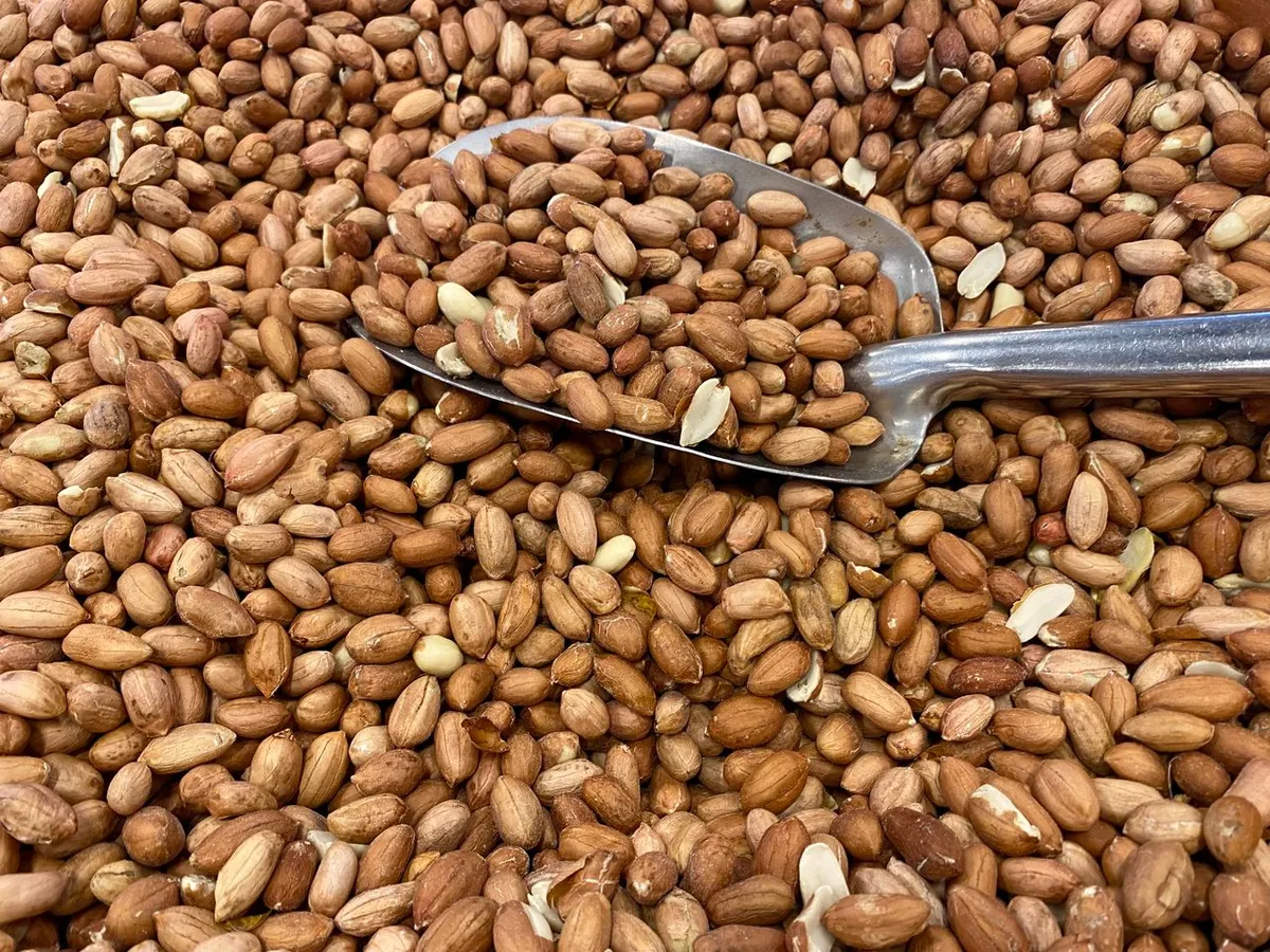 Groundnut kernels used to make high-protein groundnut cake