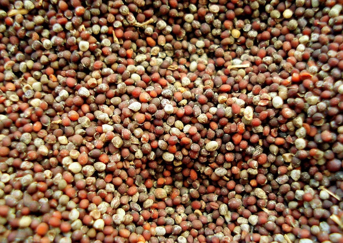 Indian mustard seeds crushed to make mustard cake for cattle feed