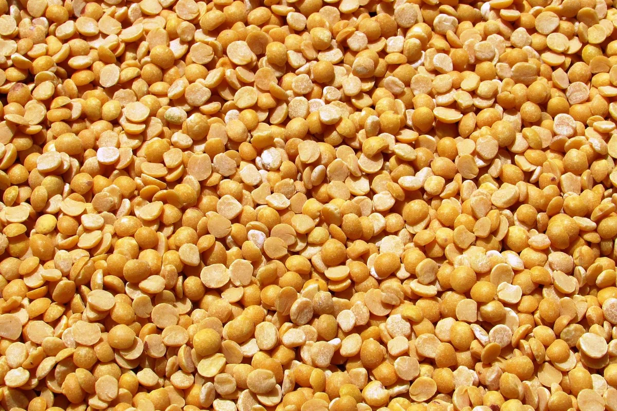 Close-up of split yellow toor dal ready for packing