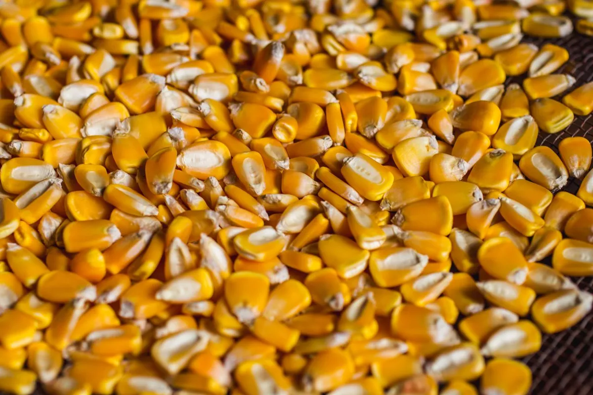 Yellow dent field corn kernels, the most common of the corn types