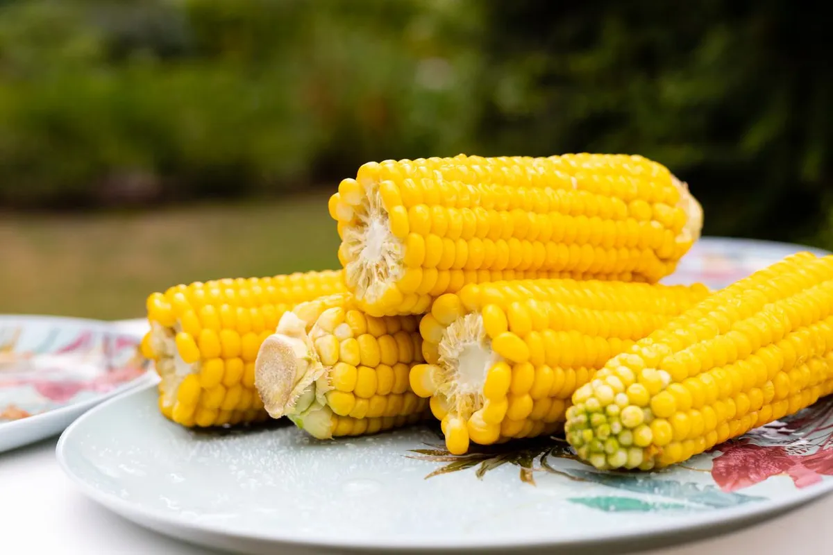 Cobs of sweet corn on a plate, a corn type eaten as a vegetable