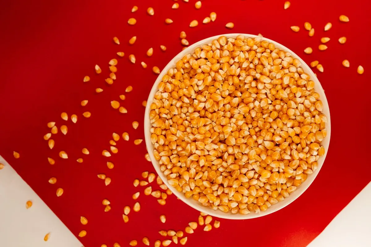 Popcorn kernels in a bowl, a small-kernel flint corn type