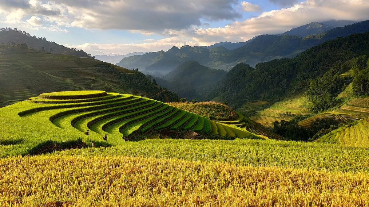 Ripe paddy rice fields, the source of rice bran for de-oiled rice bran