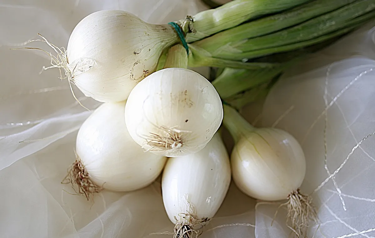Fresh white onions used to make dried onion