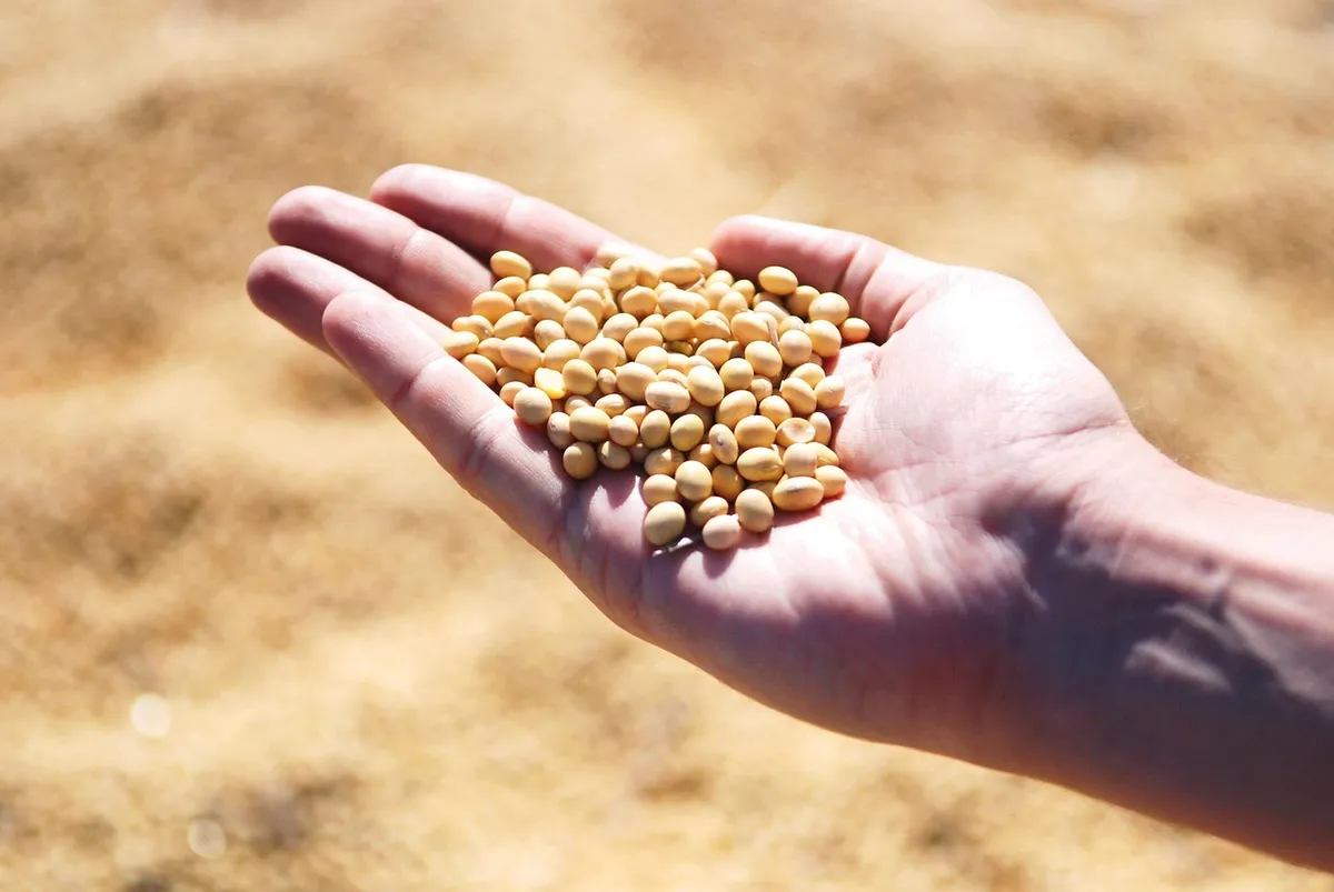 Whole soybeans in a hand, the raw material for soybean meal
