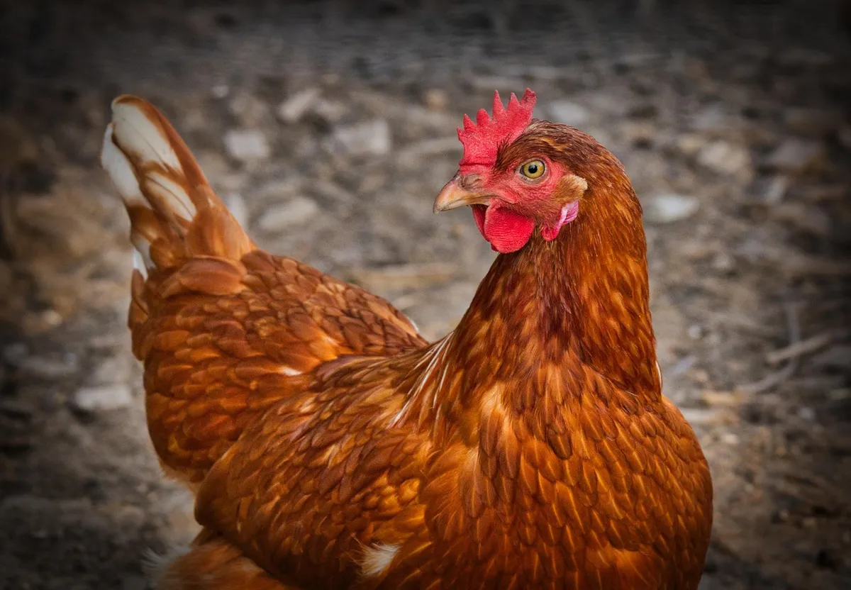 Laying hen on a farm, poultry being the largest user of soybean meal
