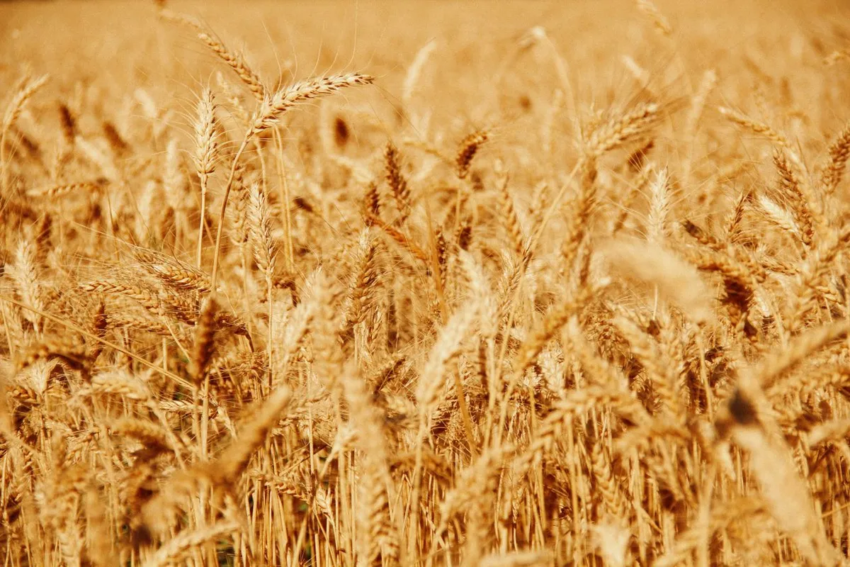 Ripe wheat field, the raw material for wheat flour