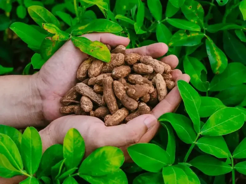 Freshly harvested groundnuts from a field in Gujarat