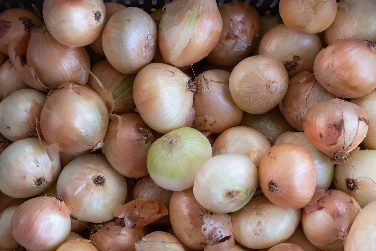 White onions used for dehydrated onion production in India