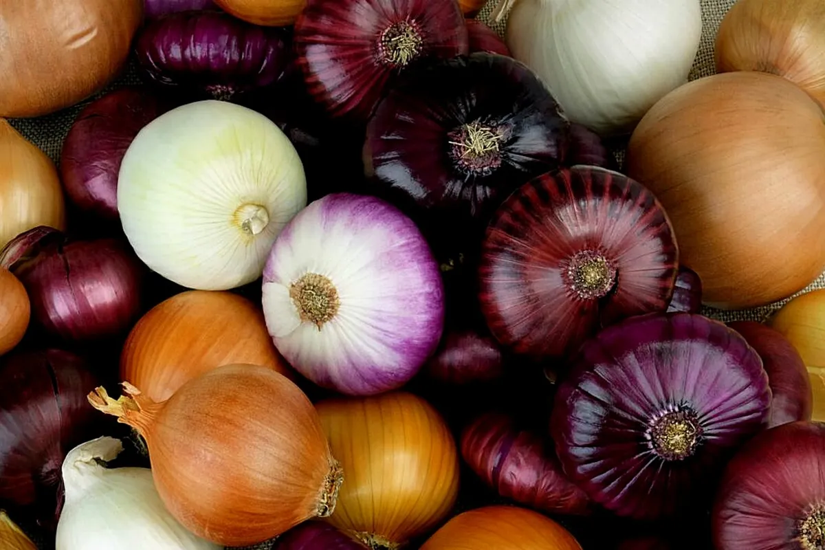 White and red onions used to make white onion powder and red onion powder