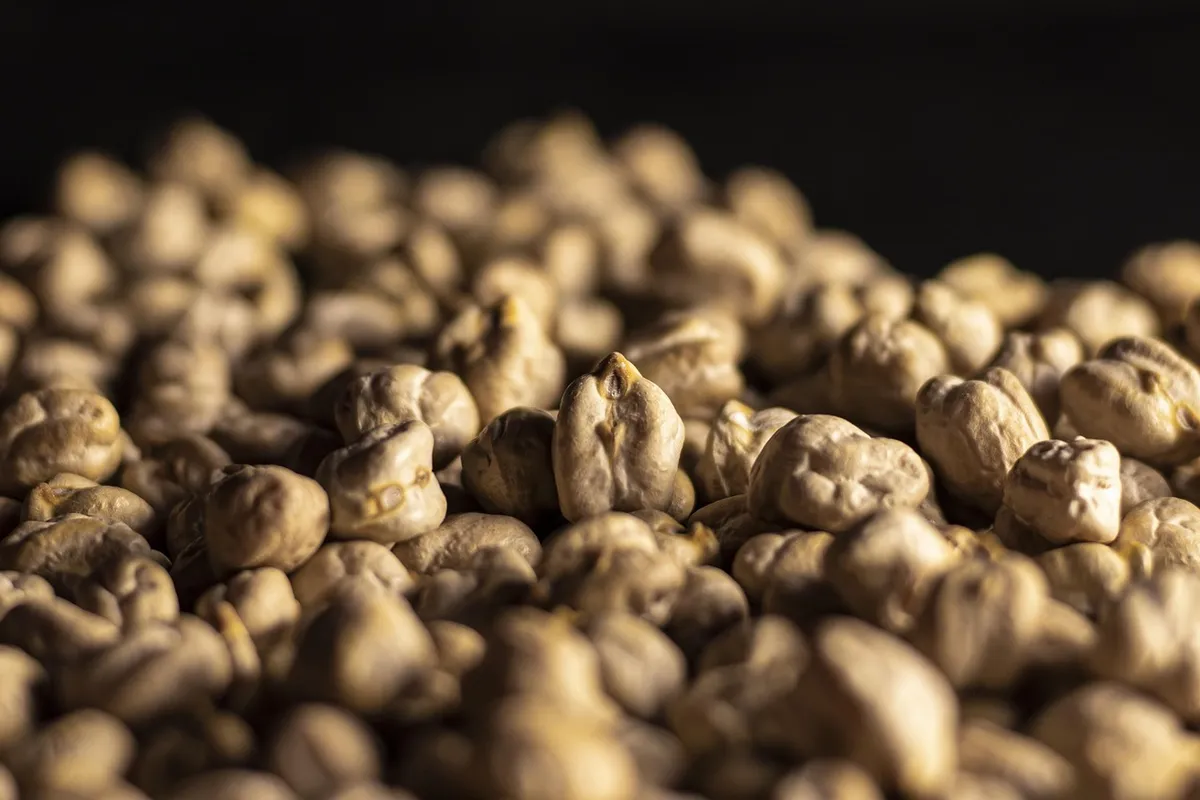 Brown desi chickpeas with rough dark coat