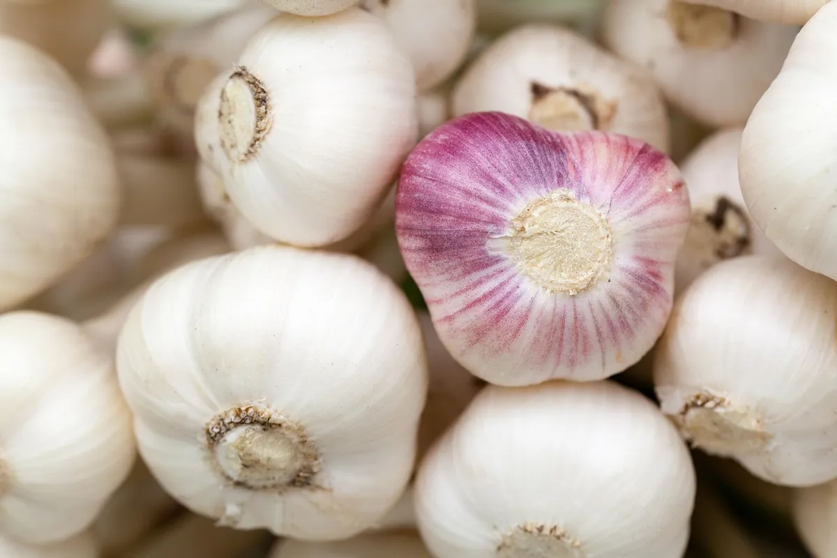 Whole garlic bulbs, compared with garlic powder for nutrition