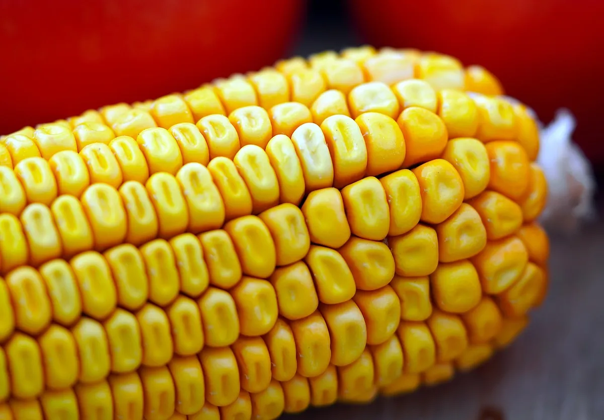 Yellow maize cob, the raw material for corn flour