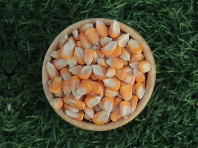 Indian yellow maize grain for feed and food grade export