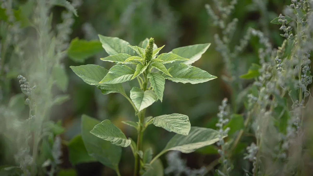 Young quinoa plant growing in the field